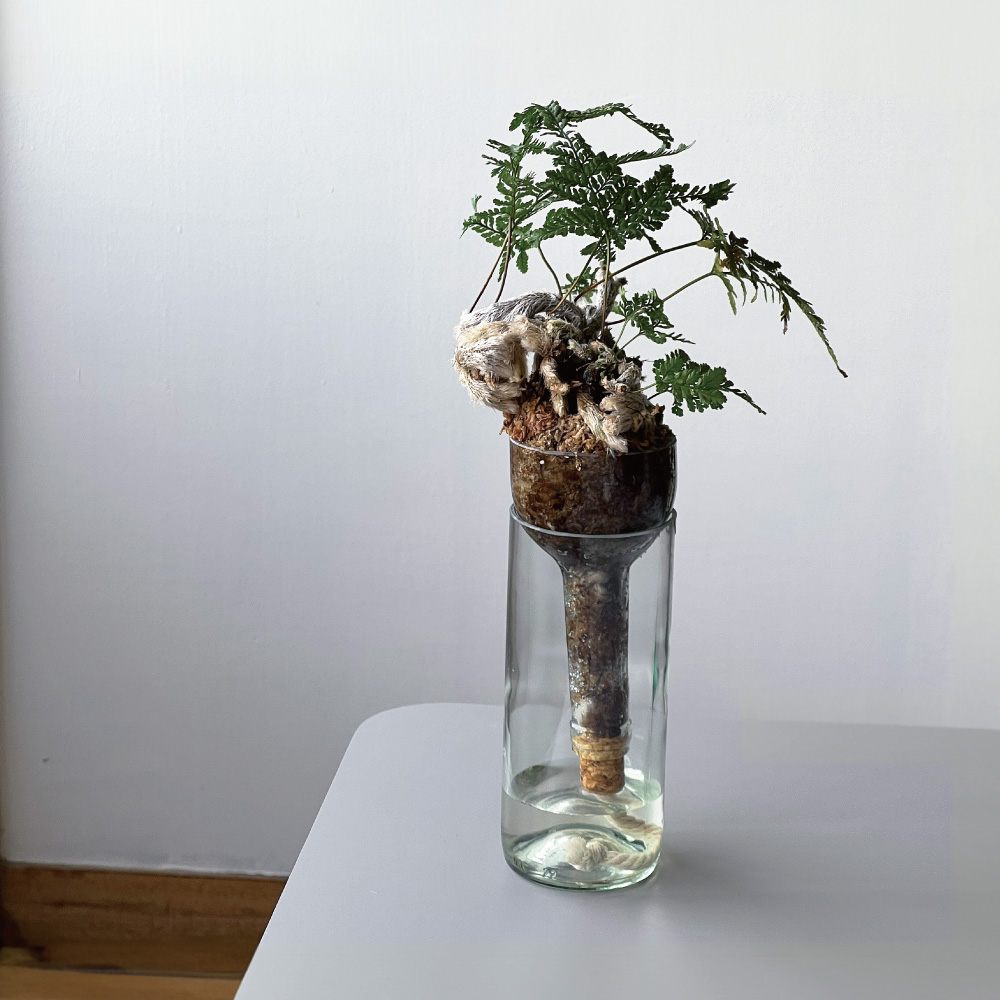 【販売予定商品】BOTTLE PLANTER