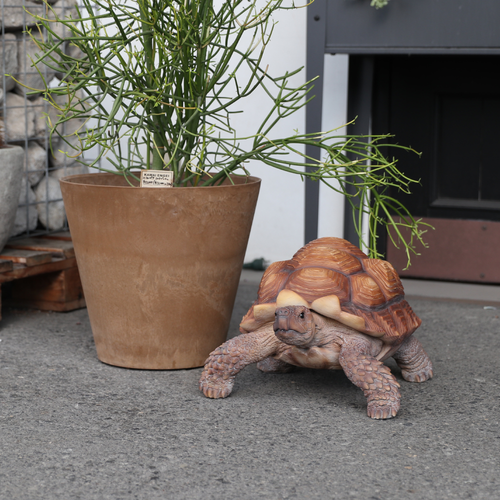 PET BANK】SPURRED TORTOISE MOM | magnet Inc.